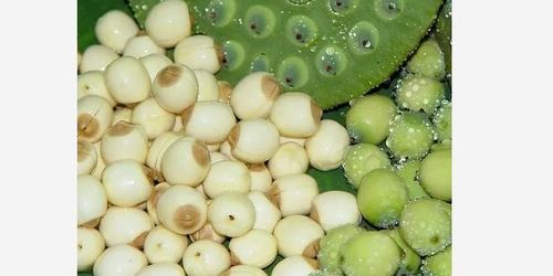Natural Premium Lotus Seeds With12% Moisture