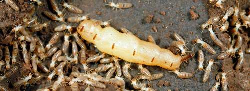 Termite Control Services Grade: Aaa