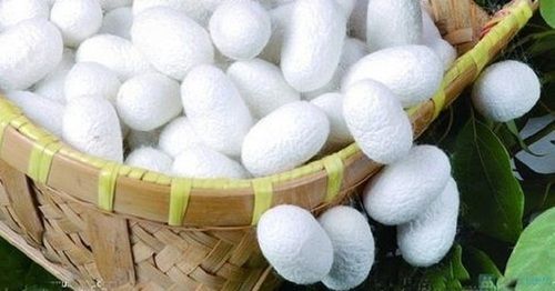 Natural Silk Cocoon