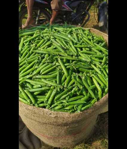 Wholesale Price Fresh Green Peas