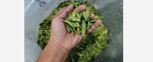 Common Natural Green Lime Leaves