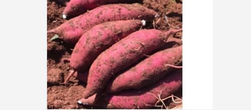 Preserved Natural Organic Sweet Potato