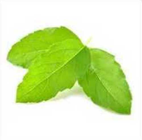 Herbal Product Organic Green Tulsi Leaves