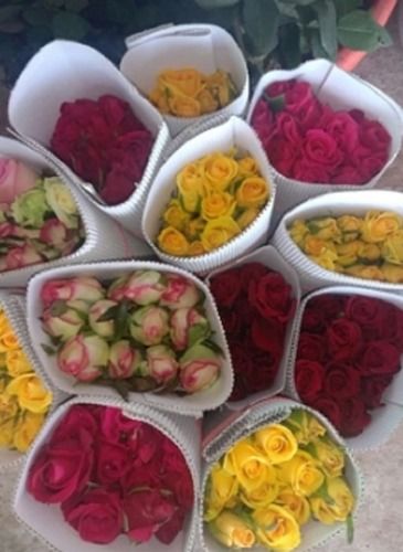 Fresh Multi Color Cut Flowers