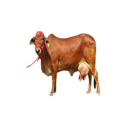 Sahiwal Cow - Color: Red