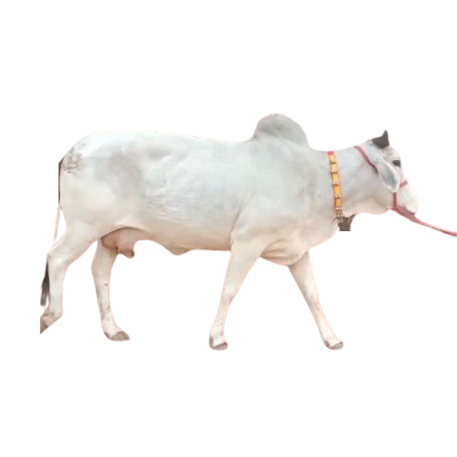 Tharparkar Desi Cow - Color: White