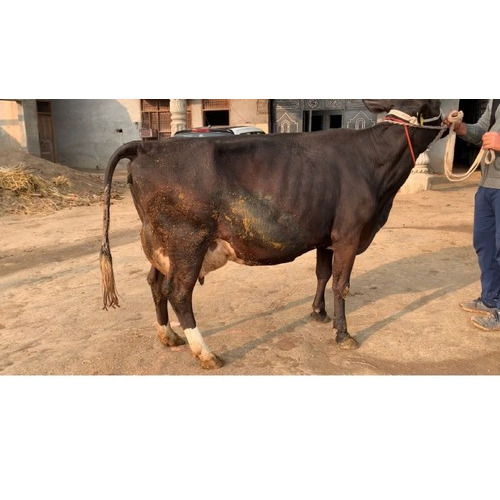 Black Pure Hf Cow - Gender: Female