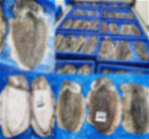 Fresh Food Grade Frozen Cuttlefish