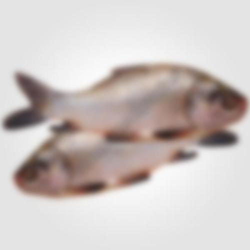 Fresh Catla Fish Shelf Life: 2 - 5 Days