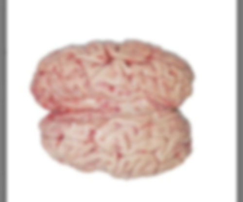 Natural Frozen Buffalo Brain