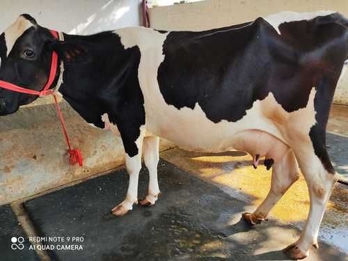 Brown And White Colour High Yield Hf Cow Gender: Female