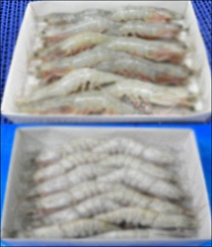 Head On White Shrimps IQF