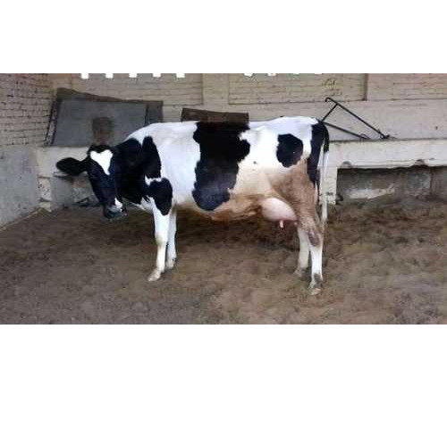 Black And White Hf Cow - Breed: Indian