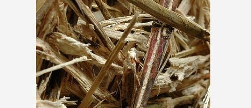 Natural Sugarcane Bagasse Residue