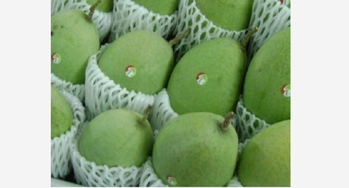 Green Color Fresh Mango