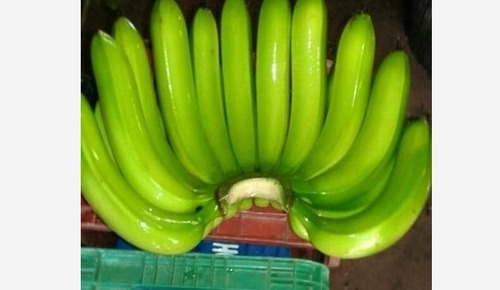Green Color Fresh Banana