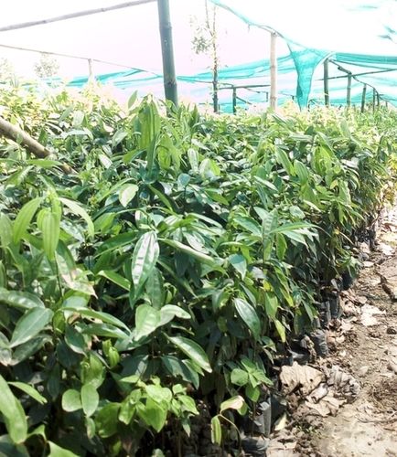 Green Color Cinnamon Plants