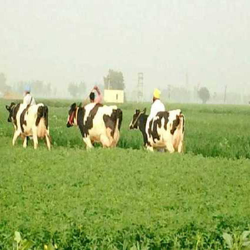 Dairy Farming Hf Cow - Color: Black