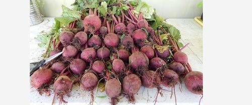 Natural Cheap Frozen Beetroot Moisture (%): 90%