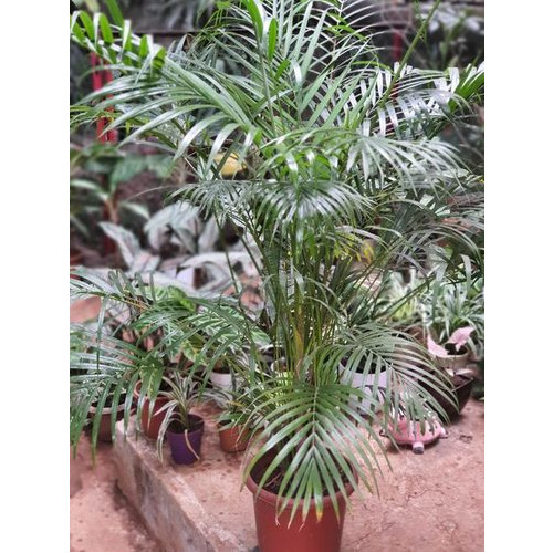 Areca Palm Plant - Color: Green