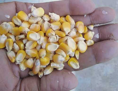 Dried Yellow Maize Crop Year: 2020 Years