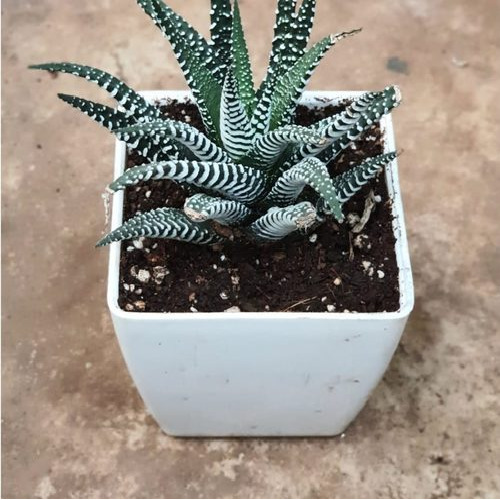 Haworthia Zebrina Indoor Plant - Color: Green