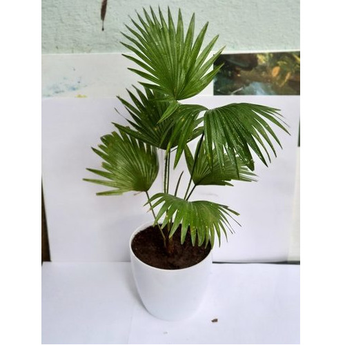 Indoor Palm Plant - Color: Green