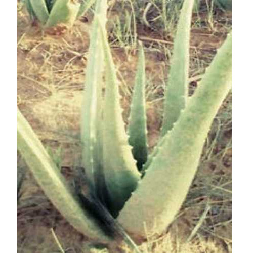 Natural Herbal Aloevera Plant