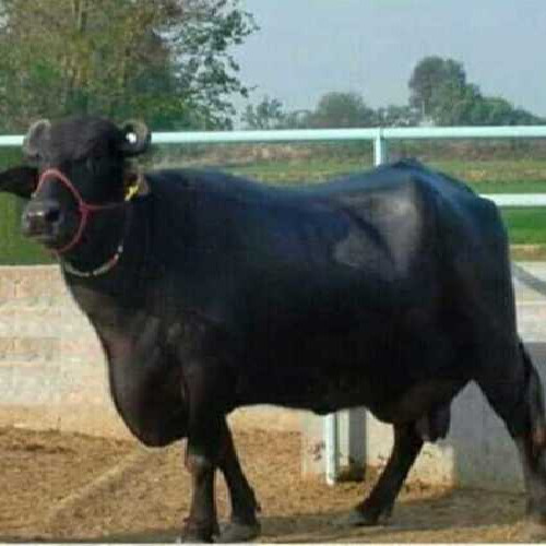 High Milking Murrah Buffalo