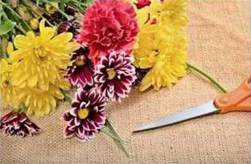 Natural Cut Flower for Decoration 