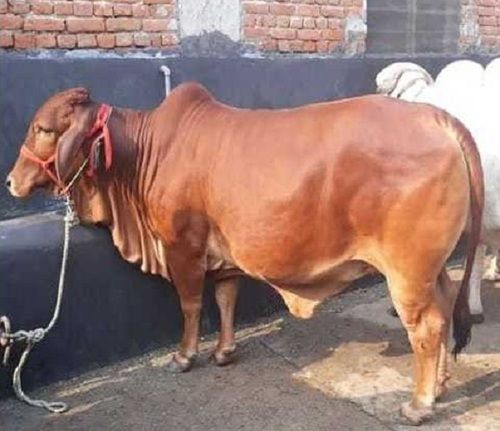 Big Udder Sahiwal Cow for Dairy