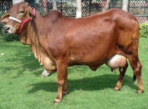 Farm Use Brown Sahiwal Cow