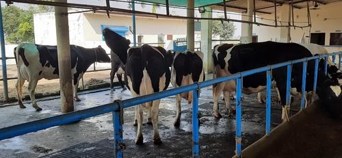 Sahiwal Cow for High Milking and Breeding
