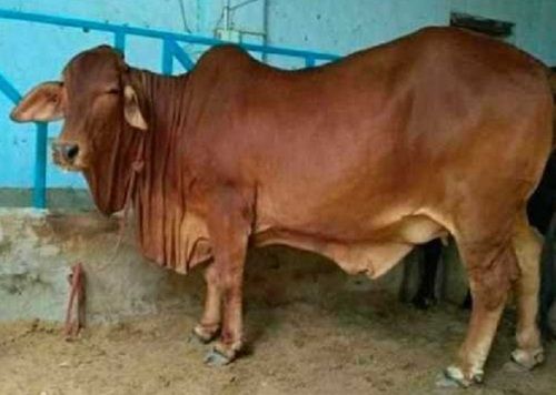 Vaccinated Time to Time High Milk Sahiwal Cow