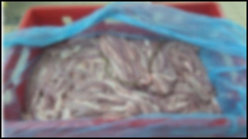 Frozen Pork Fresh Small Intestines