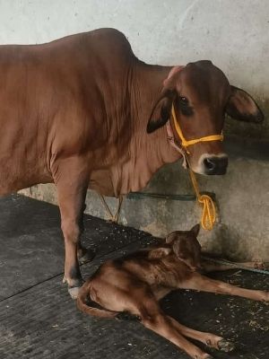 Brown Best Sahiwal Cow For Dairy Farming