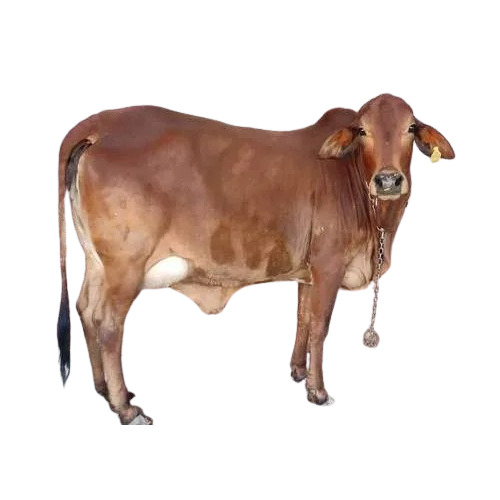 Redish Pure Sahiwal Cow - Weight: 400  Kilograms (Kg)