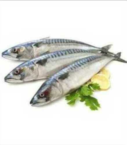 Restaurant And Household Frozen Fish  Packaging: Bulk