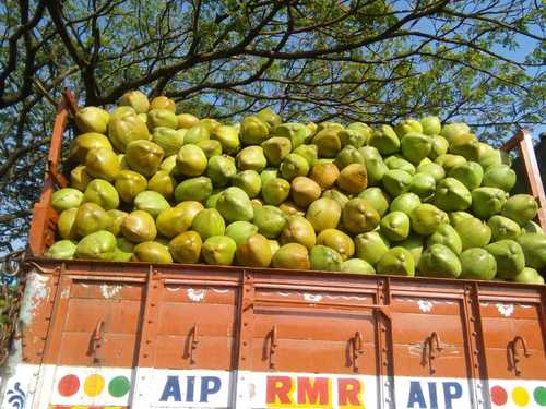 Natural Green Fresh Coconut