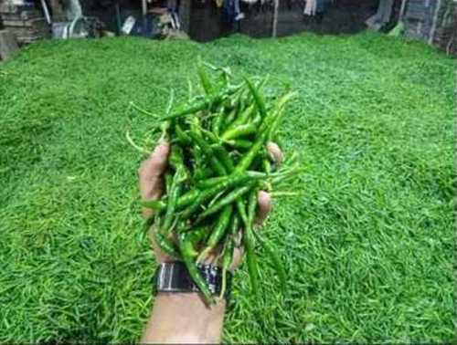 G4 किस्म हरी मिर्च
