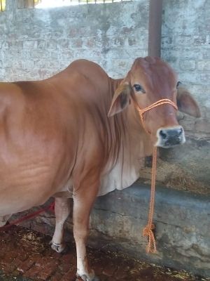 Sahiwal Cow for Dairy Use By HARSHIT GUPTA DAIRY FARM