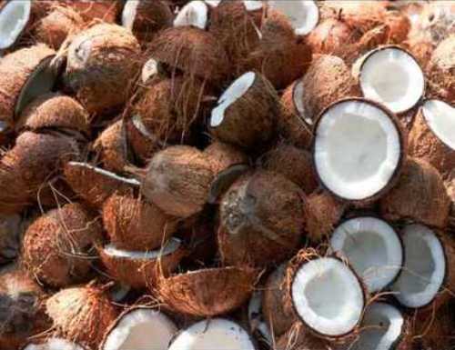 Fresh Coconut - A Grade Quality, Solid Form in Brown Color | Organic Cultivation, Packaged in Gunny Bag, 10-20 Days Shelf Life