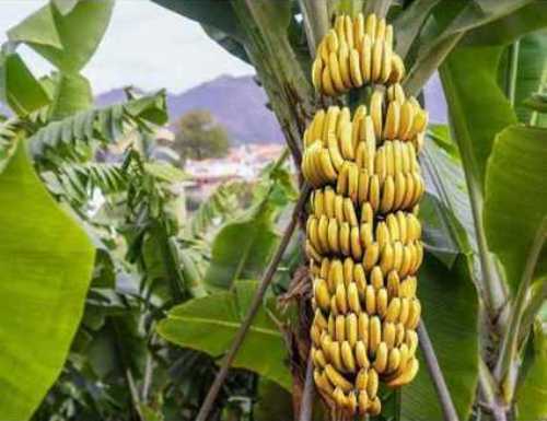 Organic Yellow Fresh Banana  Origin: India