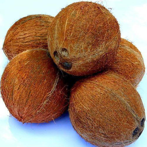 Fresh Brown Semi Husked Coconut