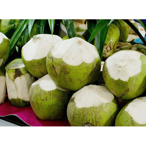 Tender Coconut - Tender Coconut Manufacturers, Suppliers &amp; Dealers
