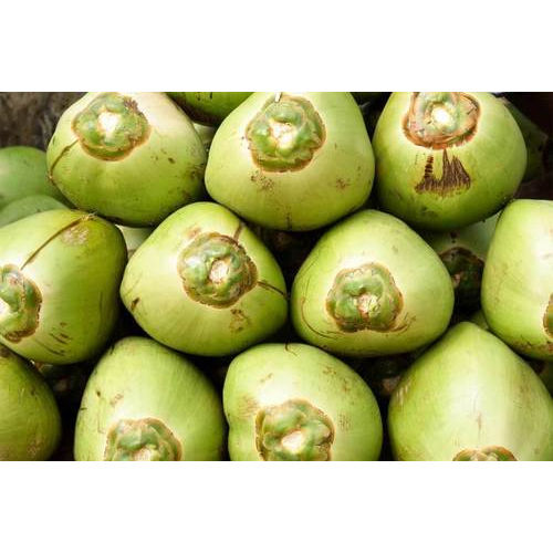 Fresh Mouthwatering Green Tender Coconuts