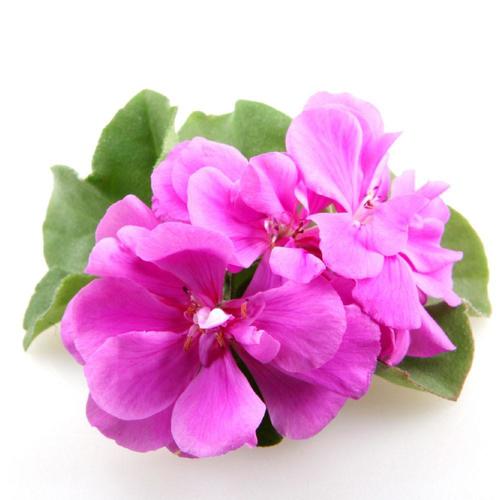 Geranium Oil For Aromatherapy Purity: Optimum