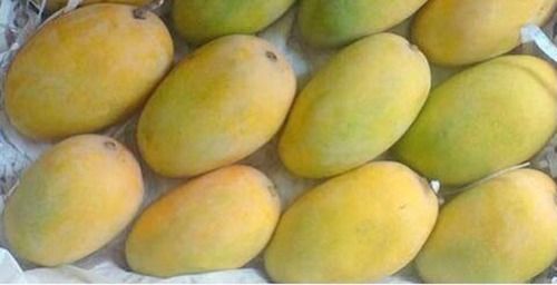 Fresh Sweet Kesar Mango