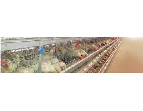 Poultry Layer Cages