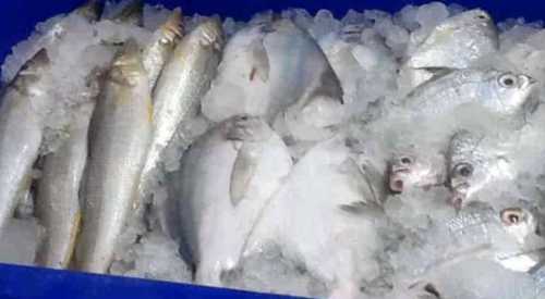 Export Quality Dry Fish Packaging: Barrel